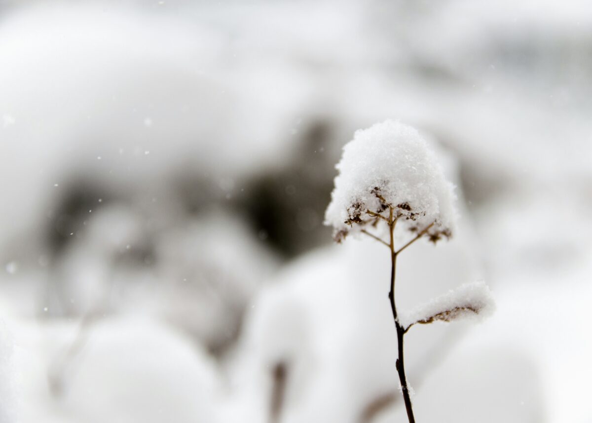 heaven-is-here-flower-snow