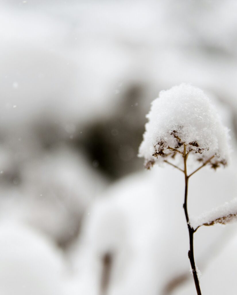 heaven-is-here-flower-snow